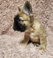 Chucky, a male French Bulldog for sale in Reno, NV – 5 of 6