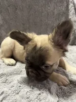Jason, a male French Bulldog for sale in Reno, NV – 2 of 10