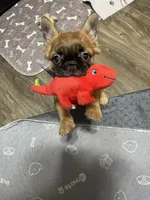 Chucky, a male French Bulldog for sale in Reno, NV – 2 of 6
