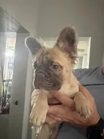 Jason, a male French Bulldog for sale in Reno, NV – 5 of 10