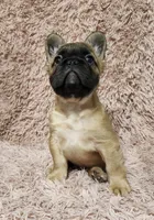 Chucky, a male French Bulldog for sale in Reno, NV – 6 of 6