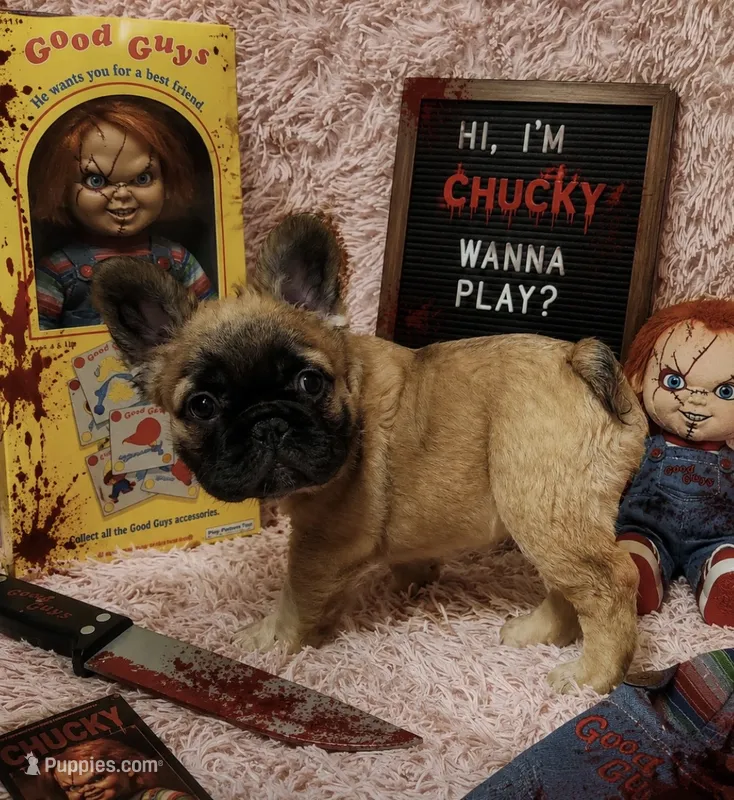 Chucky – French Bulldog puppy for sale in Reno, NV