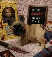 Chucky, a male French Bulldog for sale in Reno, NV – 1 of 6