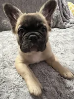 Freddy, a male French Bulldog for sale in Reno, NV – 6 of 8