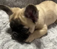 Freddy, a male French Bulldog for sale in Reno, NV – 5 of 8