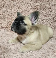 Freddy, a male French Bulldog for sale in Reno, NV – 4 of 8