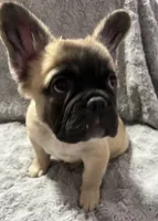 Freddy, a male French Bulldog for sale in Reno, NV – 3 of 8