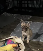 Jason, a male French Bulldog for sale in Reno, NV – 4 of 10