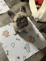 Jason, a male French Bulldog for sale in Reno, NV – 3 of 10