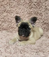 Freddy, a male French Bulldog for sale in Reno, NV – 7 of 8