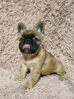 Chucky, a male French Bulldog for sale in Reno, NV – 3 of 6