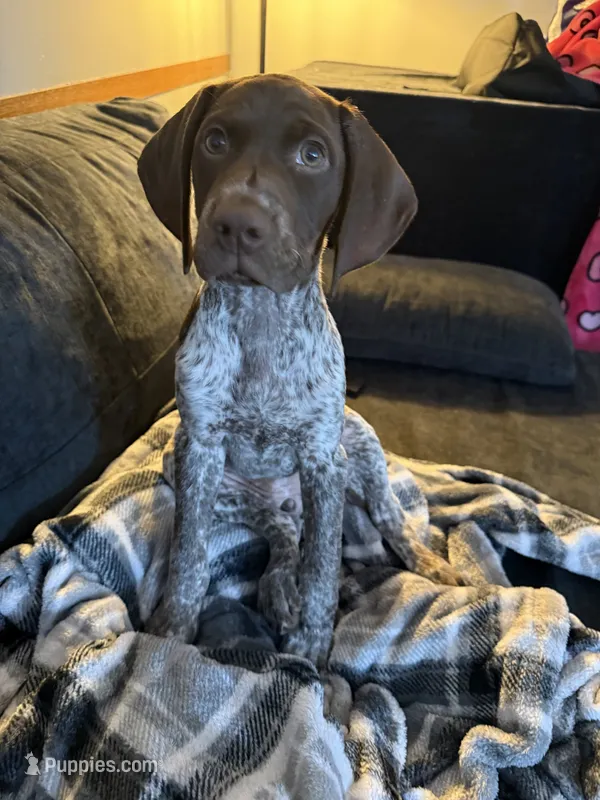 Canela  – German Shorthaired Pointer puppy for sale in New Town, ND