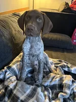 Canela , a female German Shorthaired Pointer for sale in New Town, ND – 1 of 2