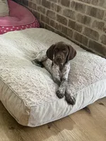 Canela , a female German Shorthaired Pointer for sale in New Town, ND – 2 of 2