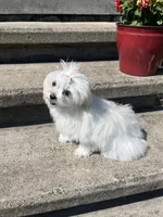 Fallon, a female Maltese for sale in Wilcox, PA – 7 of 7