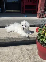 Fallon, a female Maltese for sale in Wilcox, PA – 2 of 7