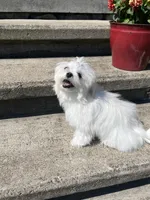 Fallon, a female Maltese for sale in Wilcox, PA – 4 of 7