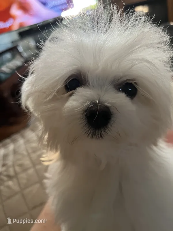Fallon, a female Maltese for sale in Wilcox, PA – 1 of 7