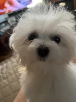Fallon, a female Maltese for sale in Wilcox, PA – 1 of 7