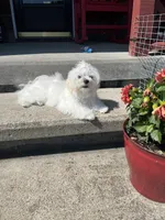 Fallon, a female Maltese for sale in Wilcox, PA – 3 of 7
