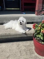 Fallon, a female Maltese for sale in Wilcox, PA – 5 of 7