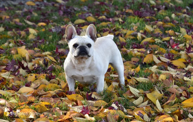 Chloe – French Bulldog puppy for sale in Lebanon, PA