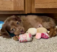 Bandit, a male Miniature Dachshund for sale in Winterville, GA – 3 of 7