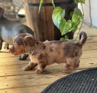 Bandit, a male Miniature Dachshund for sale in Winterville, GA – 2 of 7