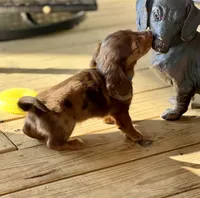 Bandit, a male Miniature Dachshund for sale in Winterville, GA – 7 of 7