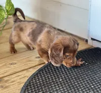 Bandit, a male Miniature Dachshund for sale in Winterville, GA – 5 of 7