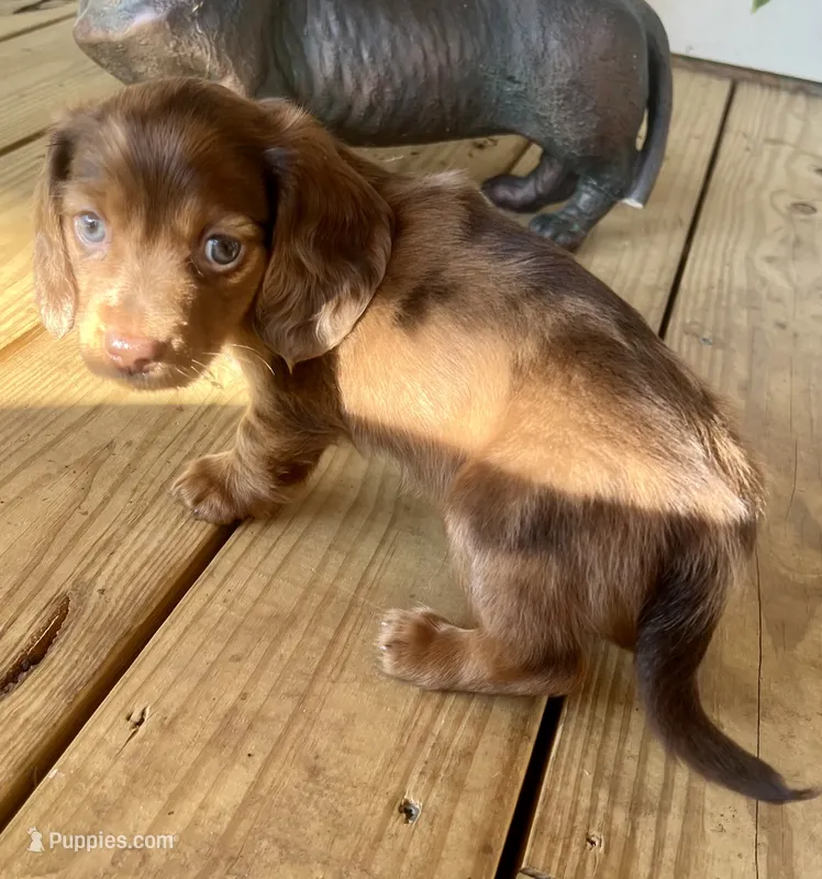 Bandit – Miniature Dachshund puppy for sale in Winterville, GA