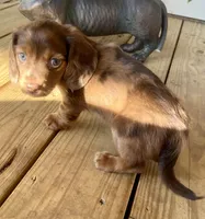 Bandit, a male Miniature Dachshund for sale in Winterville, GA – 1 of 7