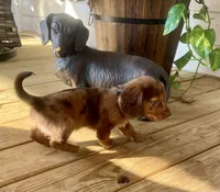 Bandit, a male Miniature Dachshund for sale in Winterville, GA – 6 of 7