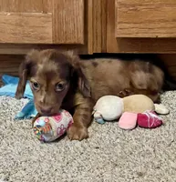 Bandit, a male Miniature Dachshund for sale in Winterville, GA – 4 of 7