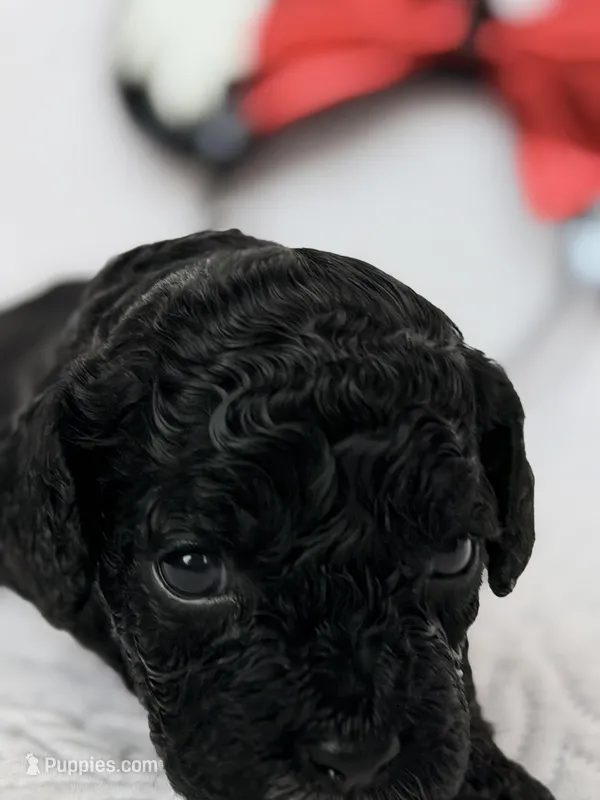 Perdi – Cavapoo puppy for sale in Sanger, TX