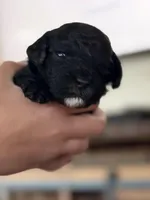 Perdi, a female Cavapoo for sale in Sanger, TX – Photo 2 of 2