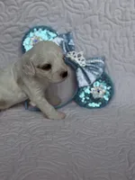 Elsa, a female Cavapoo for sale in Sanger, TX – Photo 2 of 2