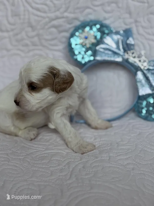 Elsa – Cavapoo puppy for sale in Sanger, TX