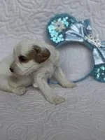 Elsa, a female Cavapoo for sale in Sanger, TX – Photo 1 of 2