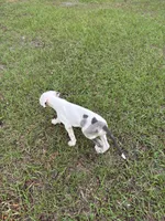 Apollo , a male Great Dane for sale in Haines City, FL – 3 of 3
