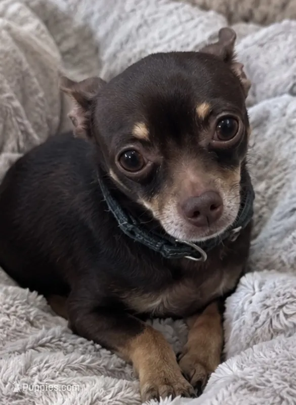 Koda  – Chihuahua puppy for sale in Haines City, FL