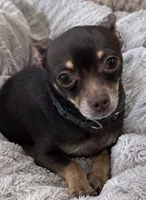 Koda , a male Chihuahua for sale in Haines City, FL – 1 of 1