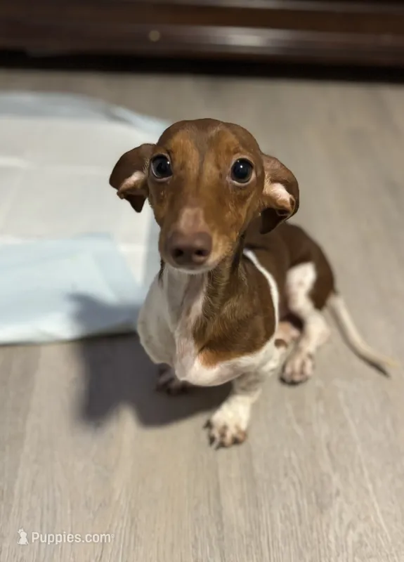 Kush – Miniature Dachshund puppy for sale in Sebring, FL