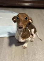 Kush, a male Miniature Dachshund for sale in Sebring, FL – 1 of 1