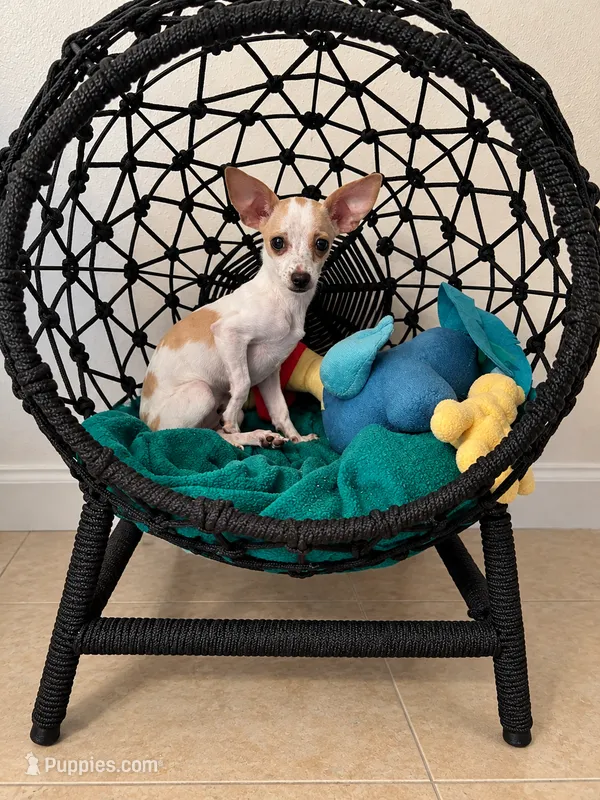 Jules the 3lb chihuahua  – Chihuahua puppy for sale in Haines City, FL
