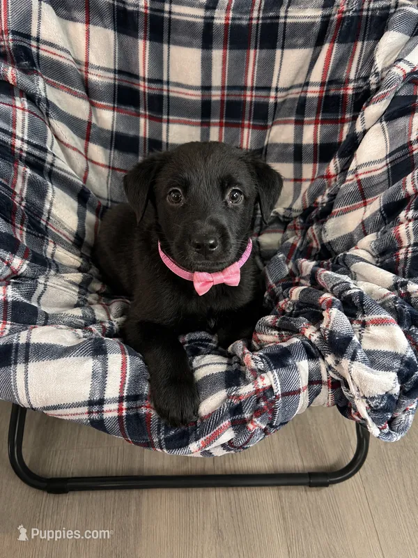 Raven  – Labrador Retriever puppy for sale in Sebring, FL