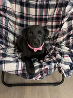 Raven , a female Labrador Retriever for sale in Sebring, FL – 1 of 1