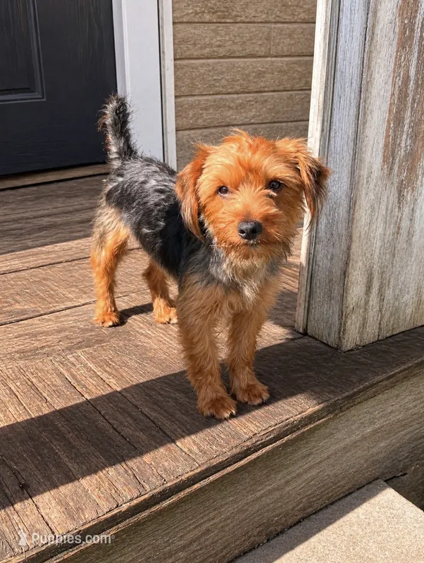 Jr  – Yorkshire Terrier puppy for sale in Sebring, FL