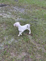 Let’s find him a good home 🥹, a male Great Dane for sale in Haines City, FL – 4 of 4