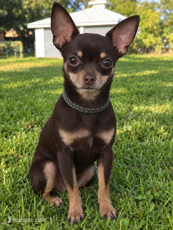 Little 3 lb chihuahua  – Chihuahua puppy for sale in Haines City, FL